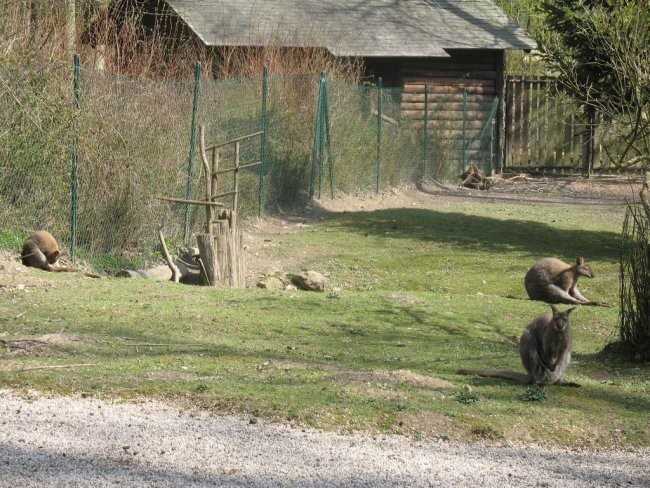 Ljubljanski živalski vrt - foto povečava