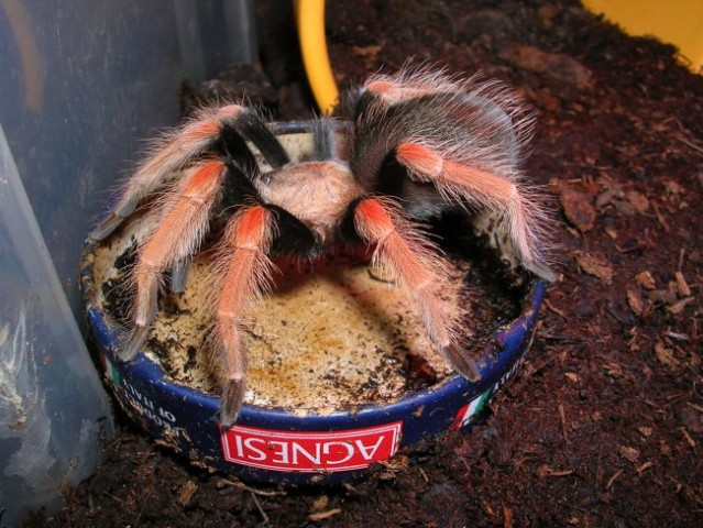 B.boehmei na pokrovu za vodo....