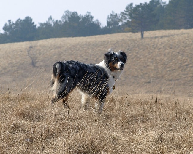 Slavnik zima 2008 - foto povečava