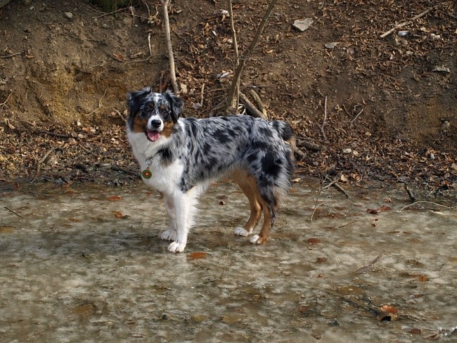 Slavnik zima 2008 - foto povečava