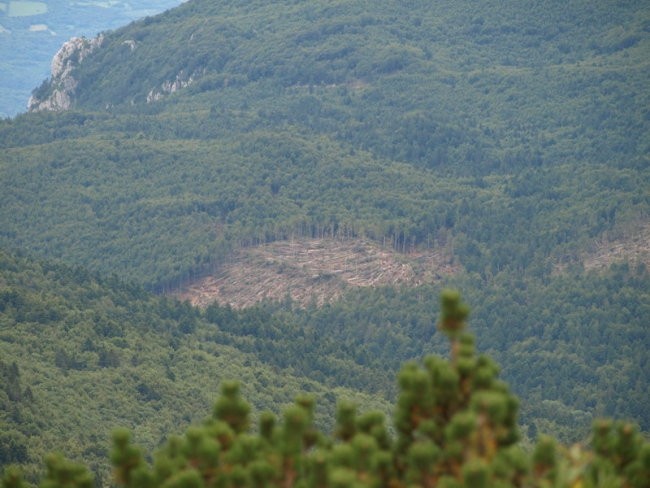 Trnovski gozd - foto povečava