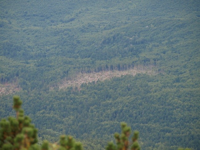 Trnovski gozd - foto povečava