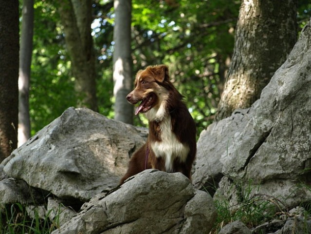 Trnovski gozd - foto