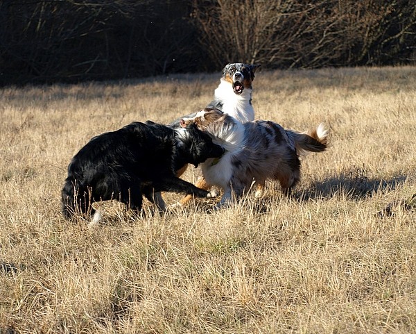 Novoletni sprehod - foto