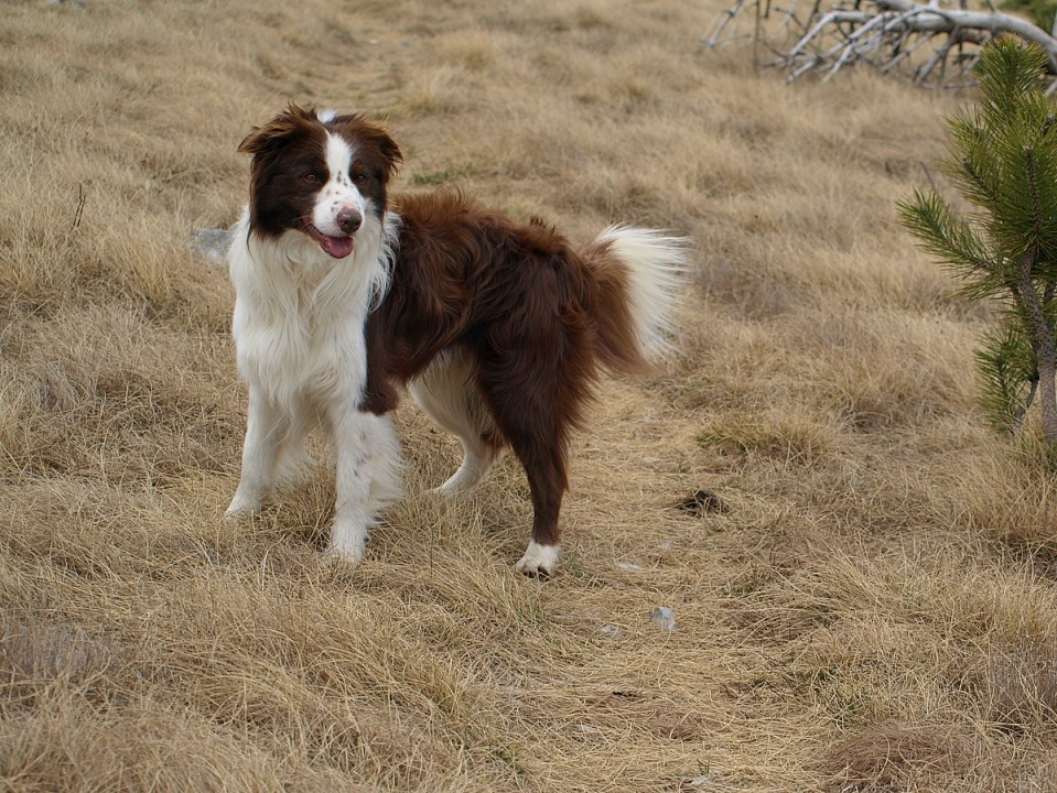 Golič 14.3.2009 - foto povečava