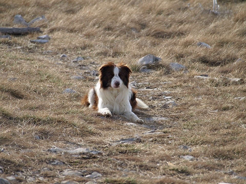 Golič 14.3.2009 - foto povečava