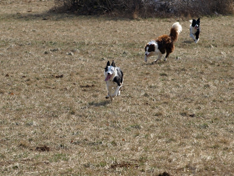 Golič 14.3.2009 - foto povečava