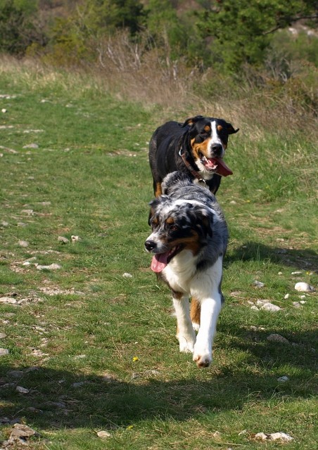 Sočerga in šparglji :) - foto