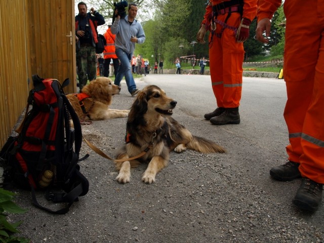 1. državno prvenstvo reševalnih psov s prikaz - foto