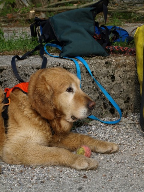 1. državno prvenstvo reševalnih psov s prikaz - foto