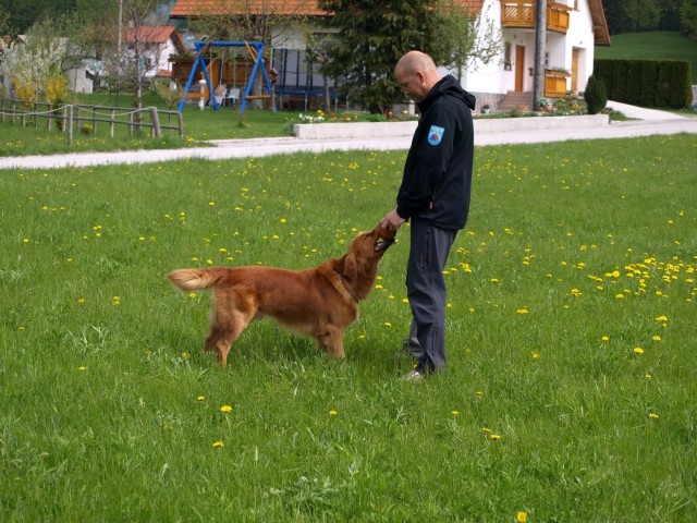 1. državno prvenstvo reševalnih psov s prikaz - foto