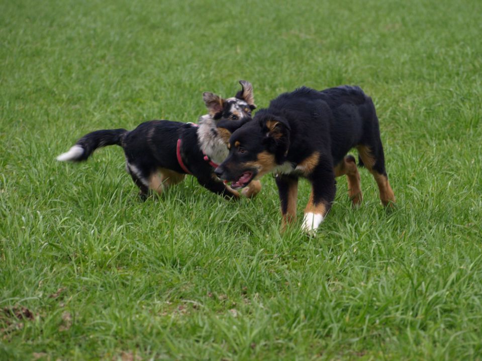 Skway in Sai - dirke - foto povečava