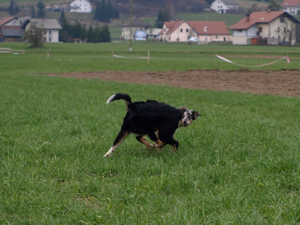 pošast?