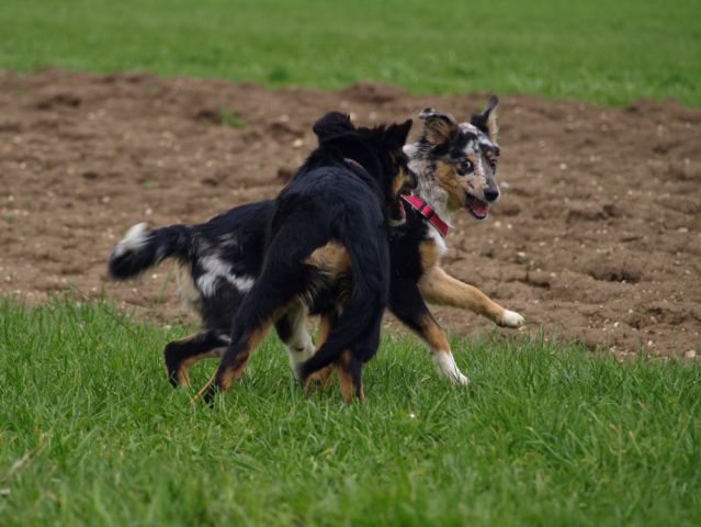 Skway in Sai - dirke - foto