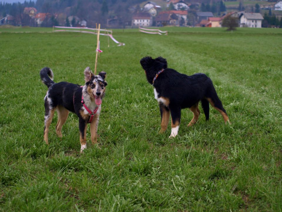 Skway in Sai - dirke - foto povečava