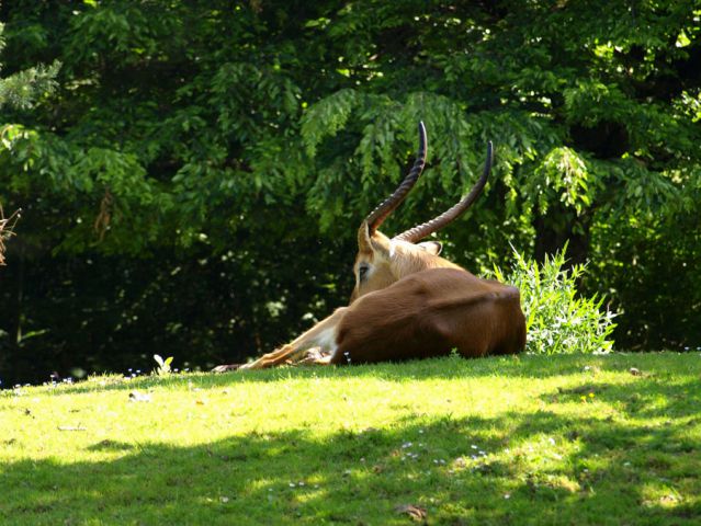 ZOO Ljubljana - foto
