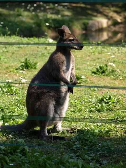 ZOO Ljubljana - foto