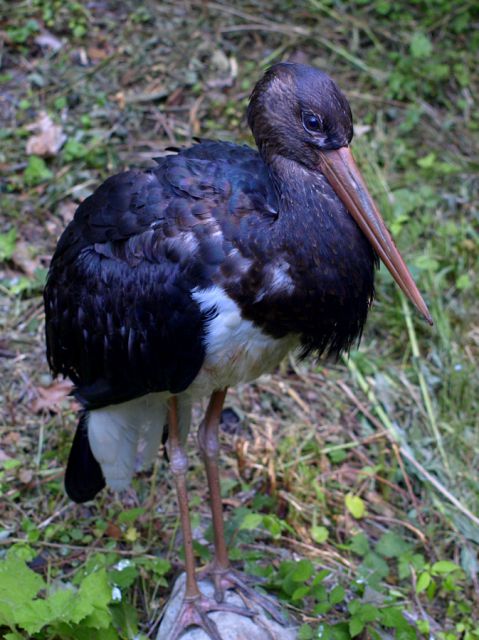 ZOO Ljubljana - foto
