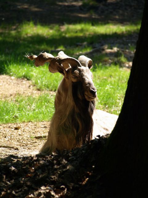 ZOO Ljubljana - foto