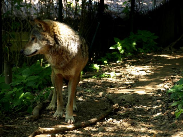 ZOO Ljubljana - foto