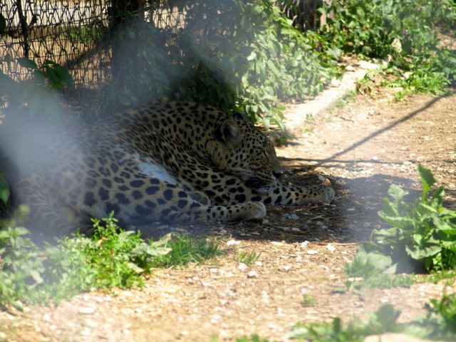 ZOO Ljubljana - foto