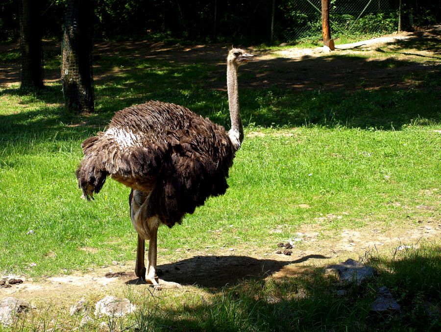 ZOO Ljubljana - foto povečava