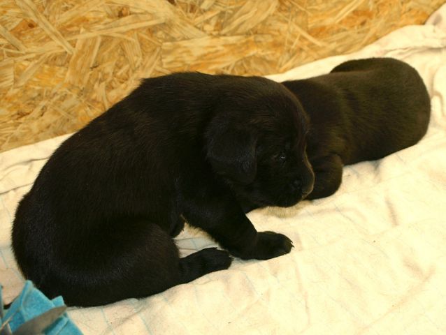 Veli vir kennel - puppies 3 weeks old - foto