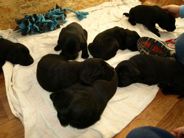 Veli vir kennel - puppies 3 weeks old - foto