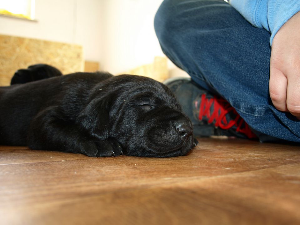 Veli vir kennel - puppies 3 weeks old - foto povečava