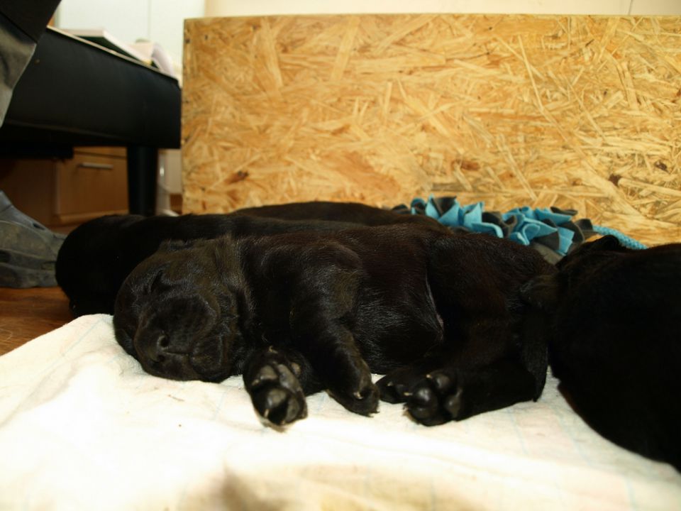 Veli vir kennel - puppies 3 weeks old - foto povečava