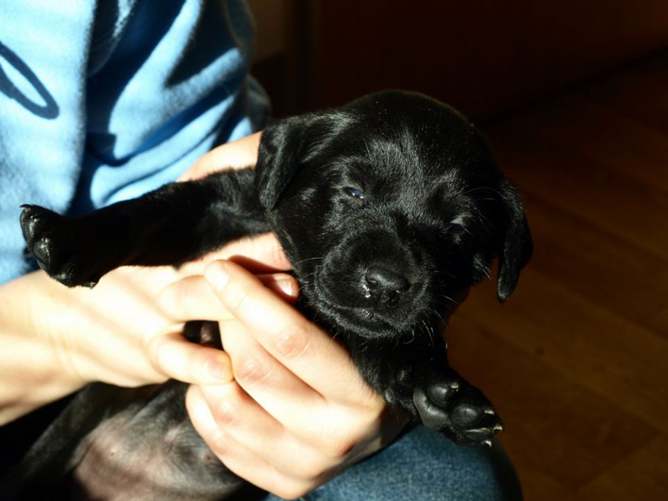 Veli vir kennel - puppies 3 weeks old - foto povečava