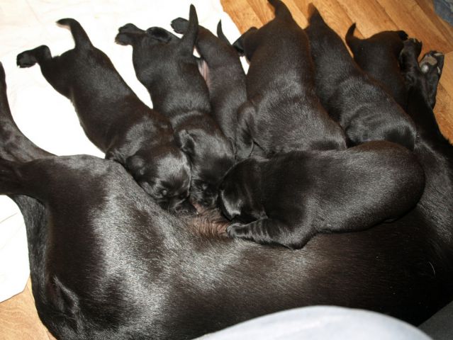 Veli vir kennel - puppies 3 weeks old - foto