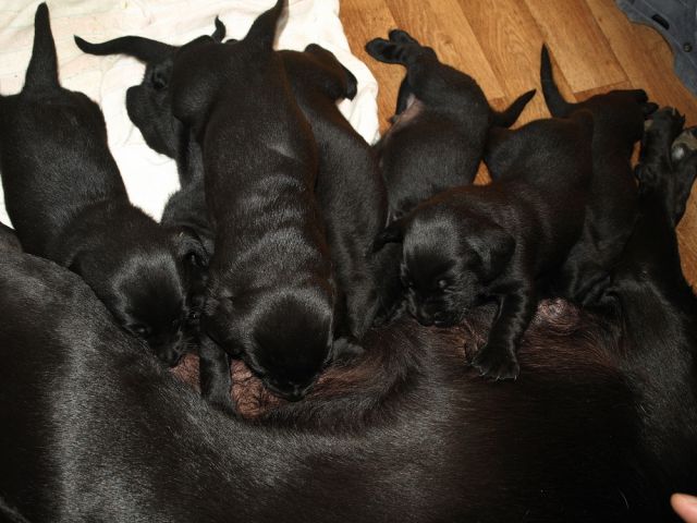 Veli vir kennel - puppies 3 weeks old - foto