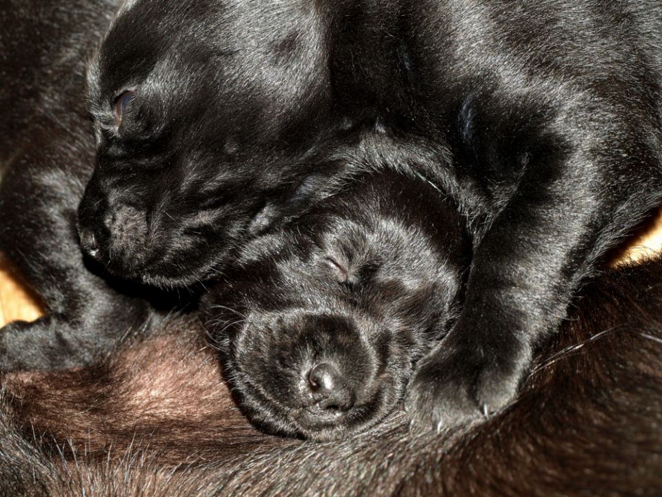 Veli vir kennel - puppies 3 weeks old - foto povečava