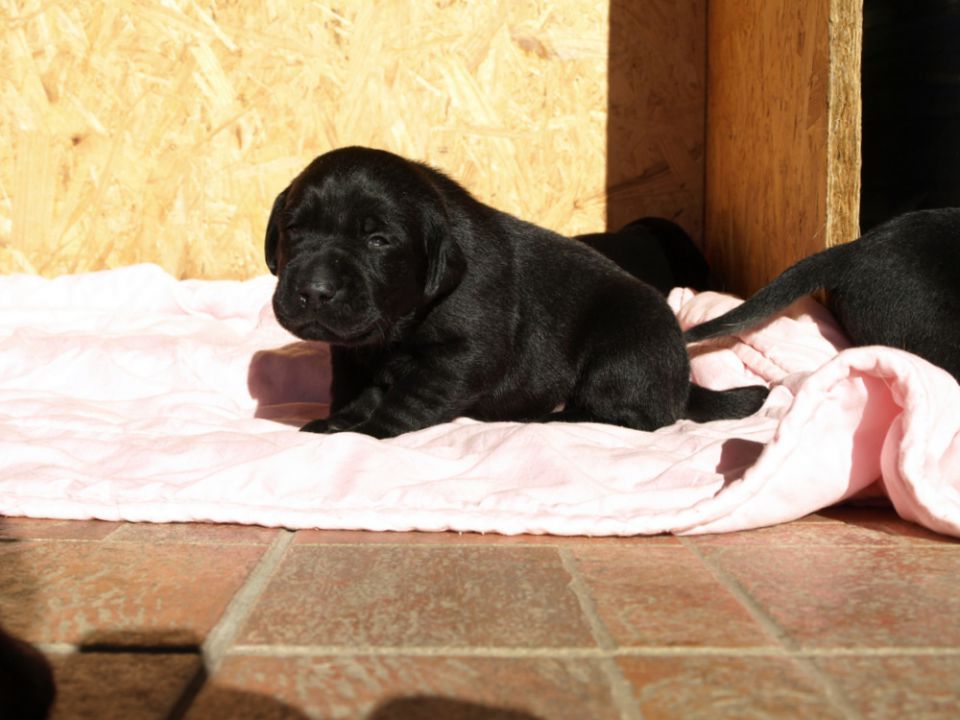 Veli vir kennel - puppies 3 weeks old - foto povečava