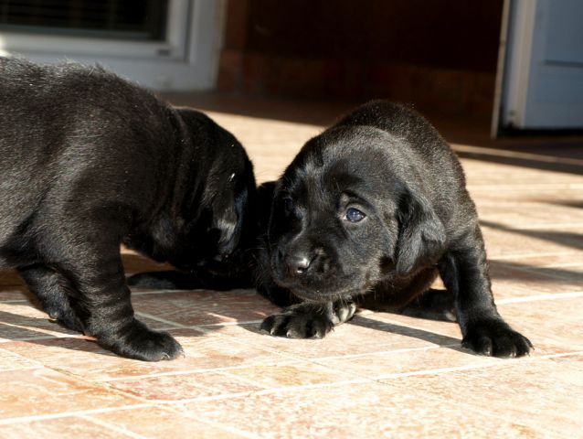 Veli vir kennel - puppies 3 weeks old - foto