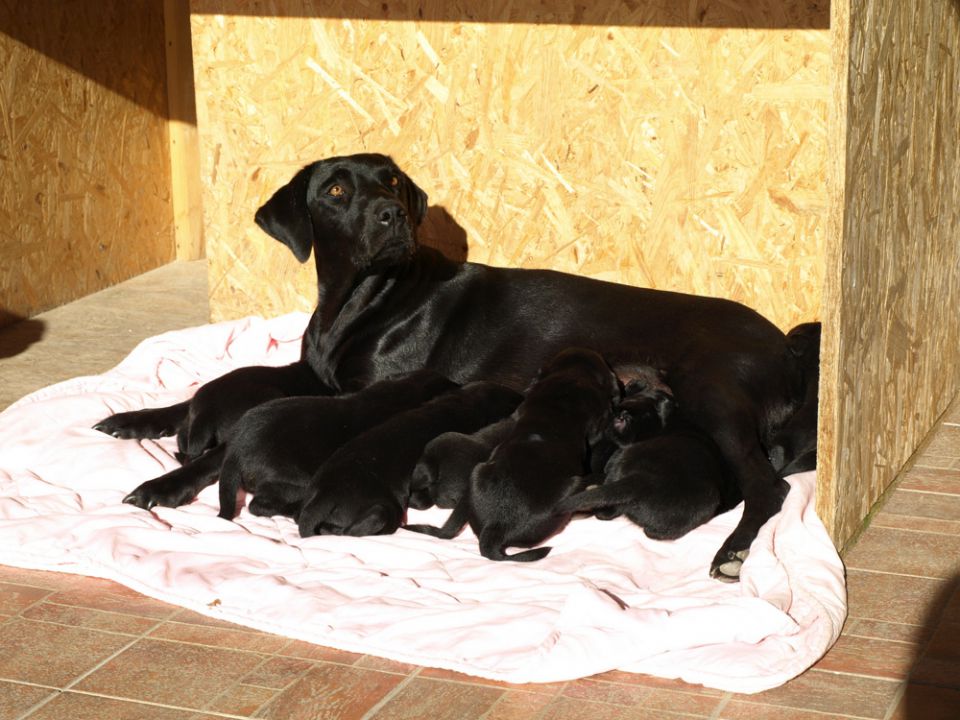 Veli vir kennel - puppies 3 weeks old - foto povečava