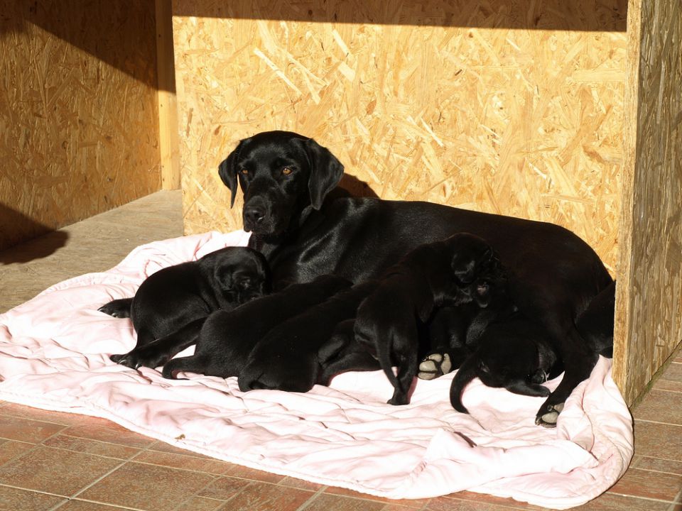 Veli vir kennel - puppies 3 weeks old - foto povečava