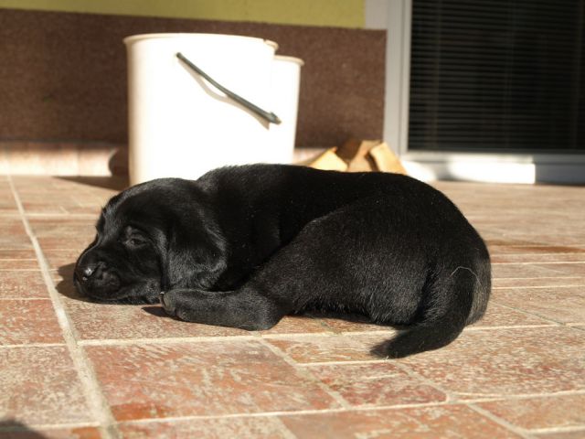 Veli vir kennel - puppies 3 weeks old - foto