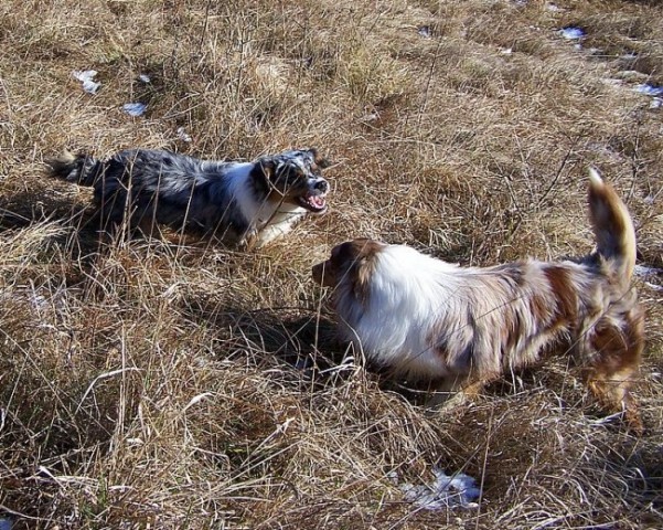 Sprehod po zaledju naše obale 27.1.07 - foto