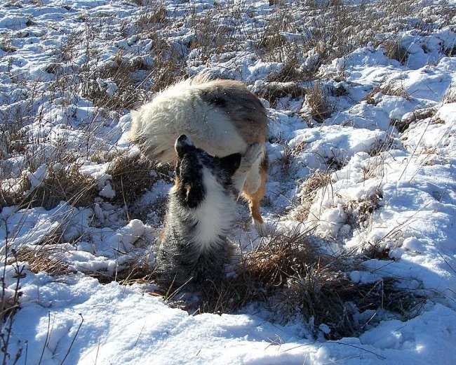 Sprehod po zaledju naše obale 27.1.07 - foto povečava