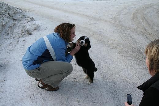 WOLF WONDERBOY av HISELFOSS - "NORD" - foto