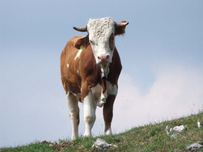 Sinji vrh - umetniki za karitas - foto povečava