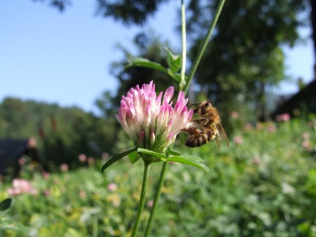 Čebelice - foto povečava