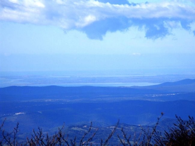 Javornik - foto povečava