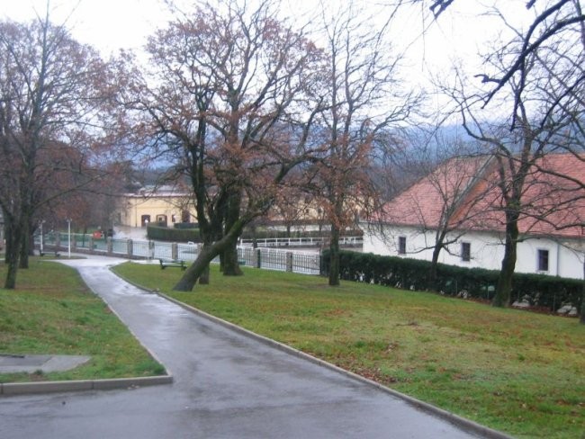 Lipica 2008 - foto povečava