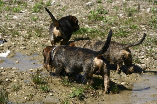 Savski nasip 14.4.2006 - foto povečava