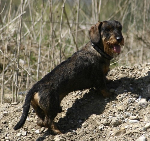 Savski nasip 14.4.2006 - foto povečava