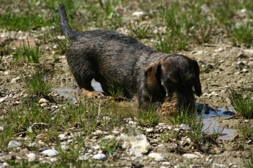 Savski nasip 14.4.2006 - foto povečava