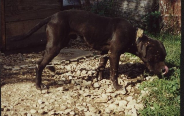 BUZDOVAN 1W 1L: CH Zebo II X G CH Daisy 